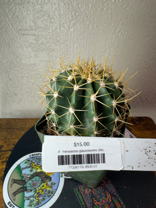 🌵 Ferocactus glaucescens (Blue Barrel Cactus) 1