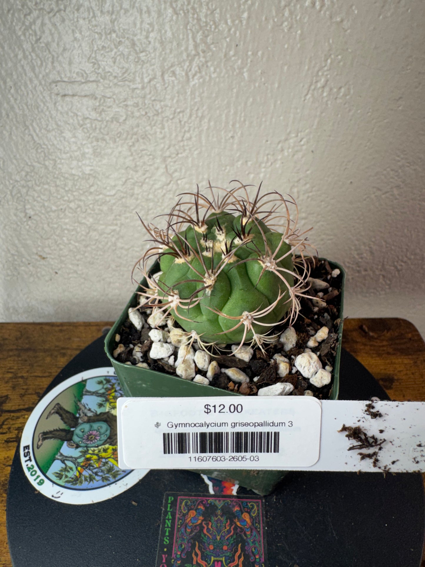 🌵 Gymnocalycium griseopallidum 3