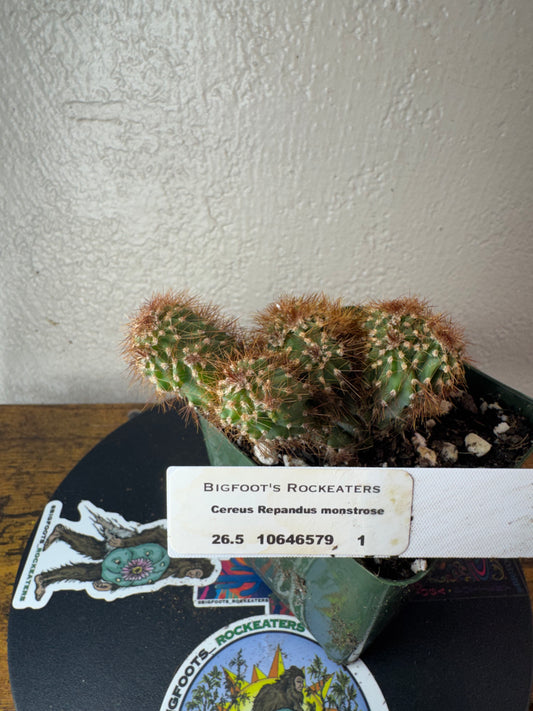 🌵 Cereus repandus ‘Monstrose’ (Monstrose Apple Cactus) 3