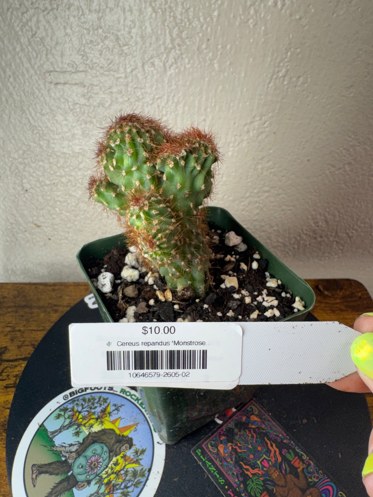 🌵 Cereus repandus ‘Monstrose’ (Monstrose Apple Cactus) 2