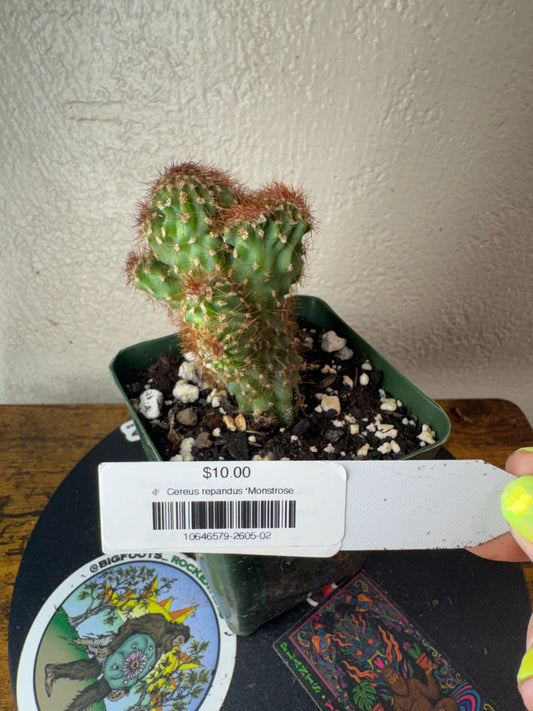 🌵 Cereus repandus ‘Monstrose’ (Monstrose Apple Cactus) 2