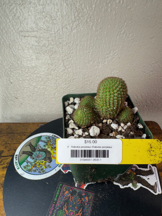 🌵 Rebutia perplexa (Rebutia perplexa) 1