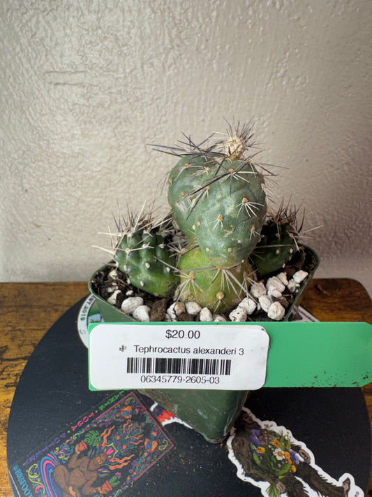 🌵 Tephrocactus alexanderi 3