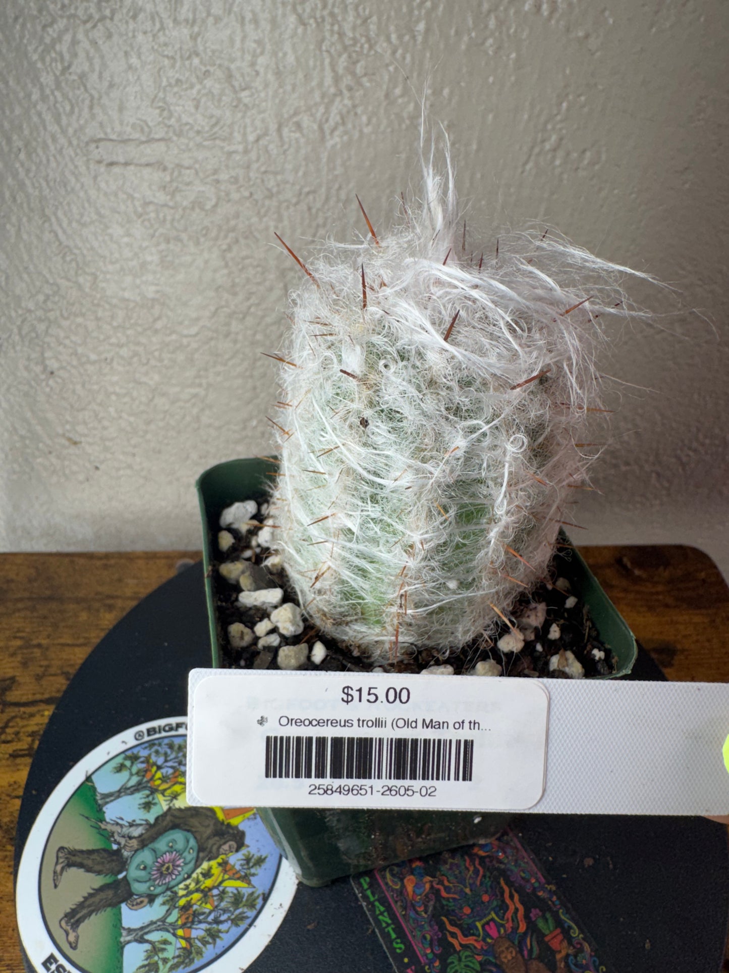 🌵 Oreocereus trollii (Old Man of the Andes) 2