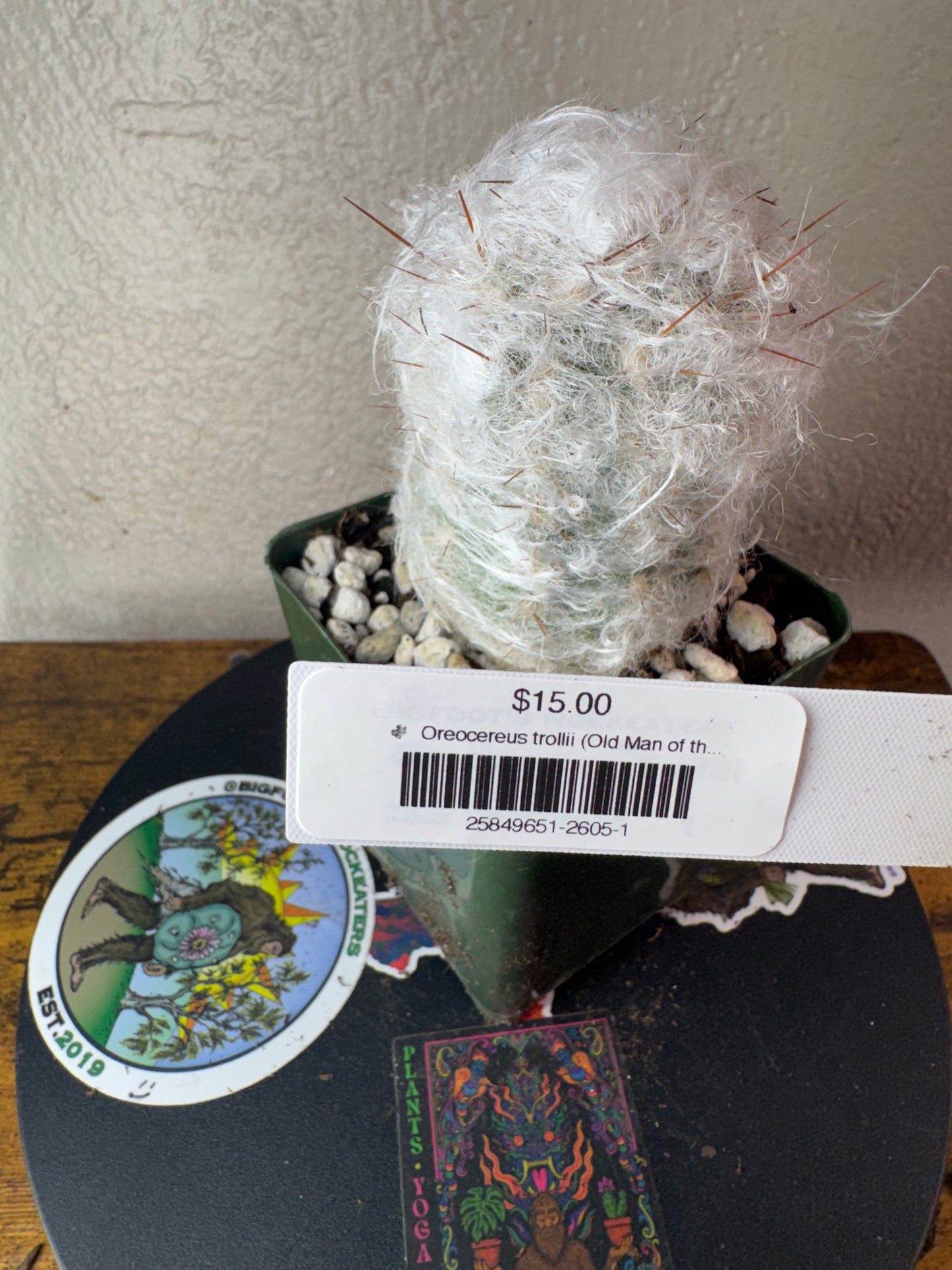 🌵 Oreocereus trollii (Old Man of the Andes) 1