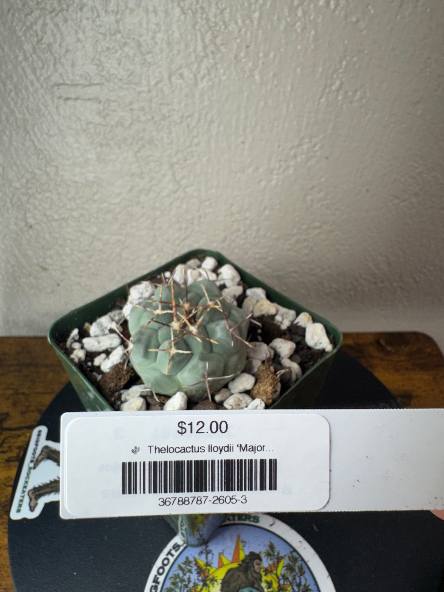 🌵 Thelocactus lloydii ‘Major’ (Thelocactus lloydii var. major) 3