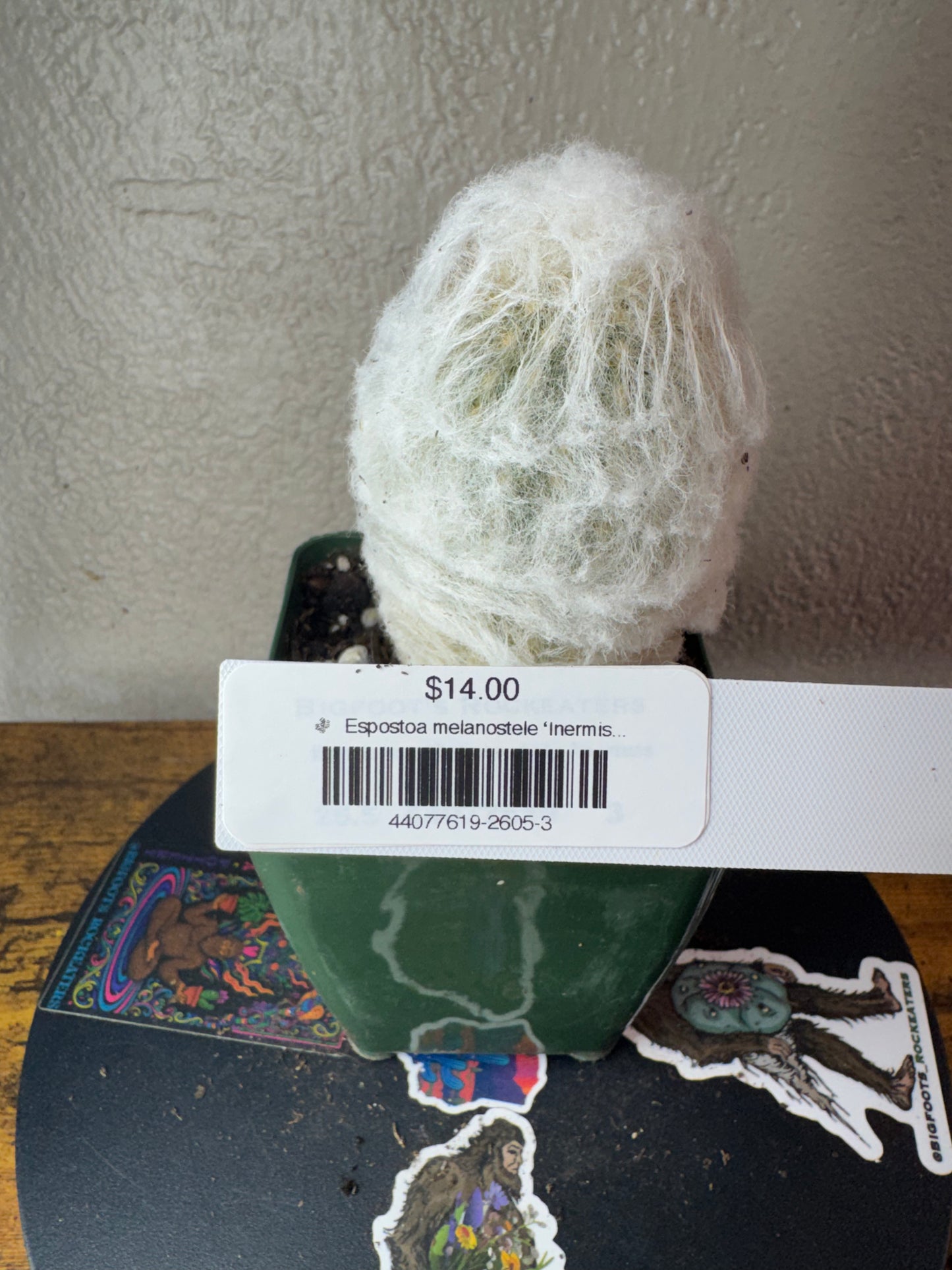 🌵 Espostoa melanostele ‘Inermis’ (Peruvian Old Lady Cactus) 3