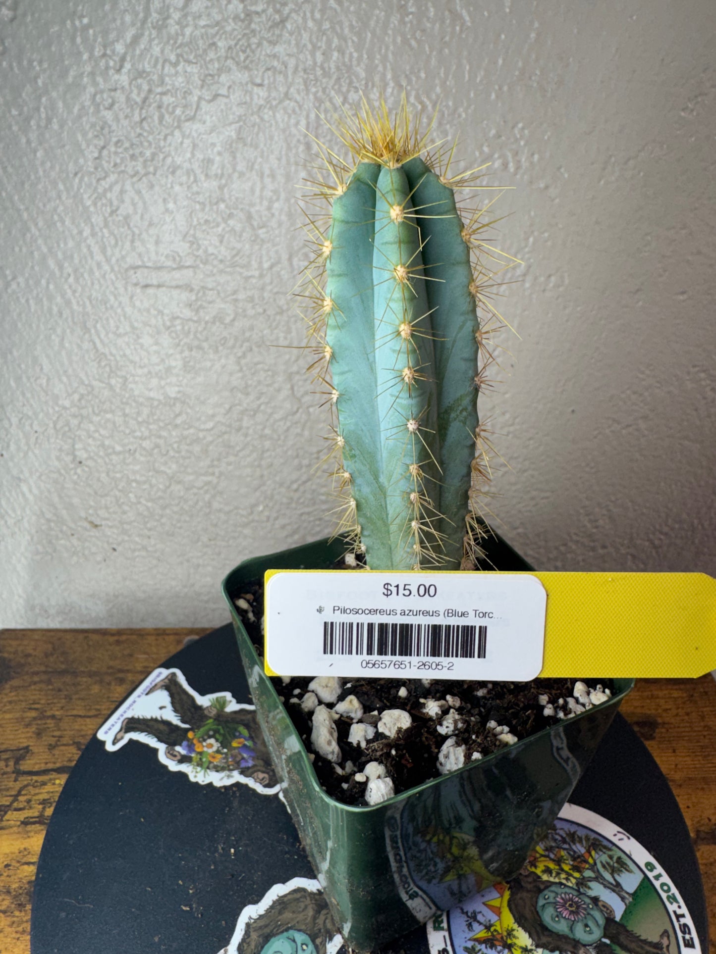 🌵 Pilosocereus azureus (Blue Torch Cactus) 2
