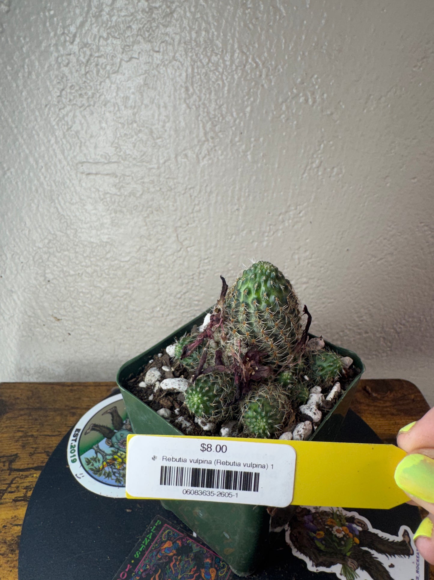 🌵 Rebutia vulpina (Rebutia vulpina) 1