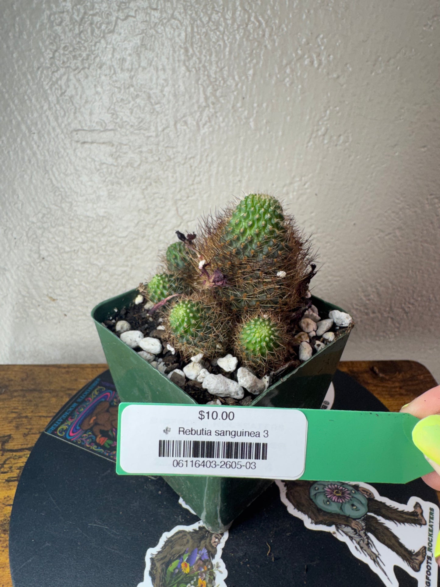 🌵 Rebutia sanguinea 3