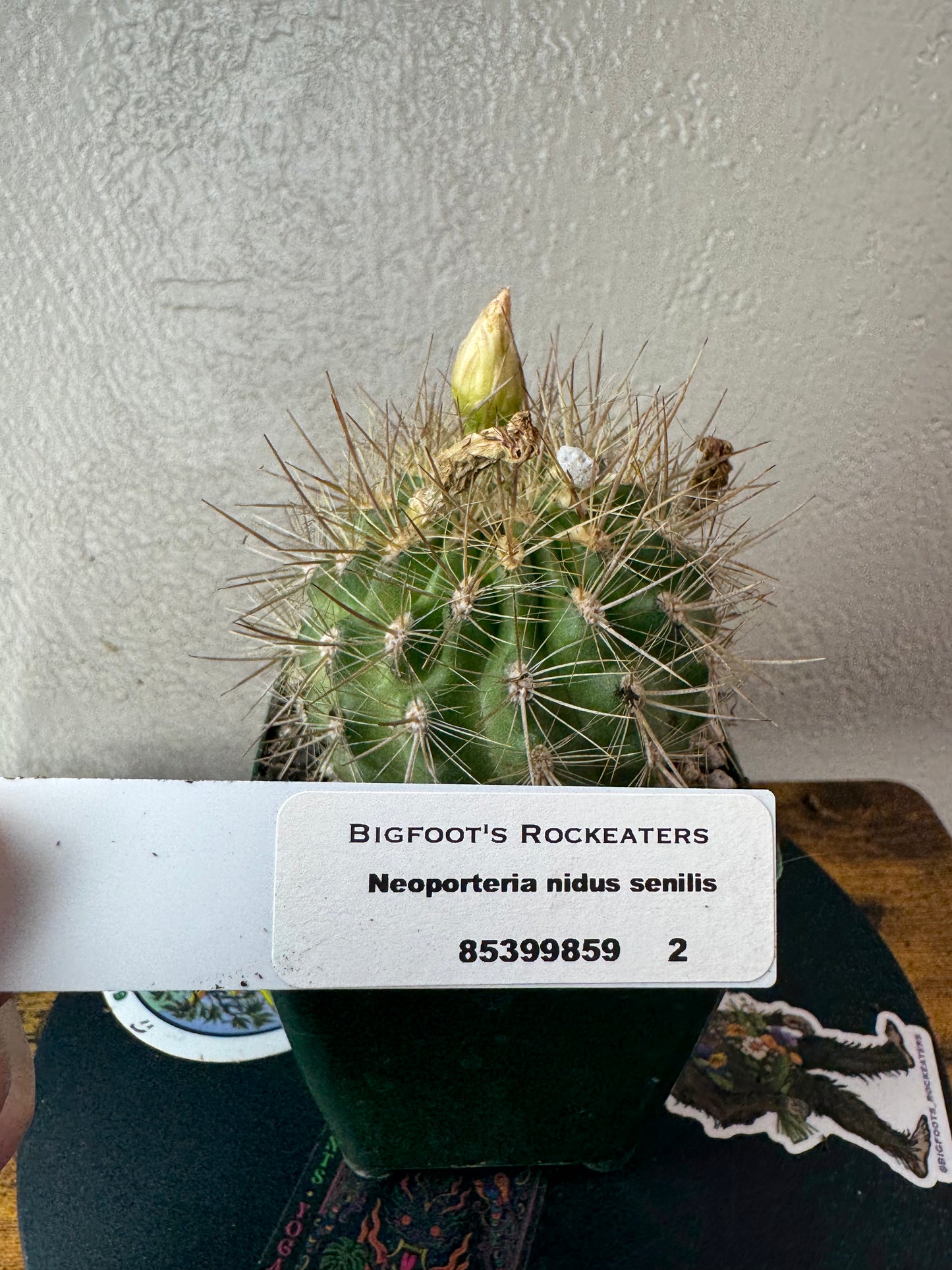 🌵 Neoporteria nidus senilis 2