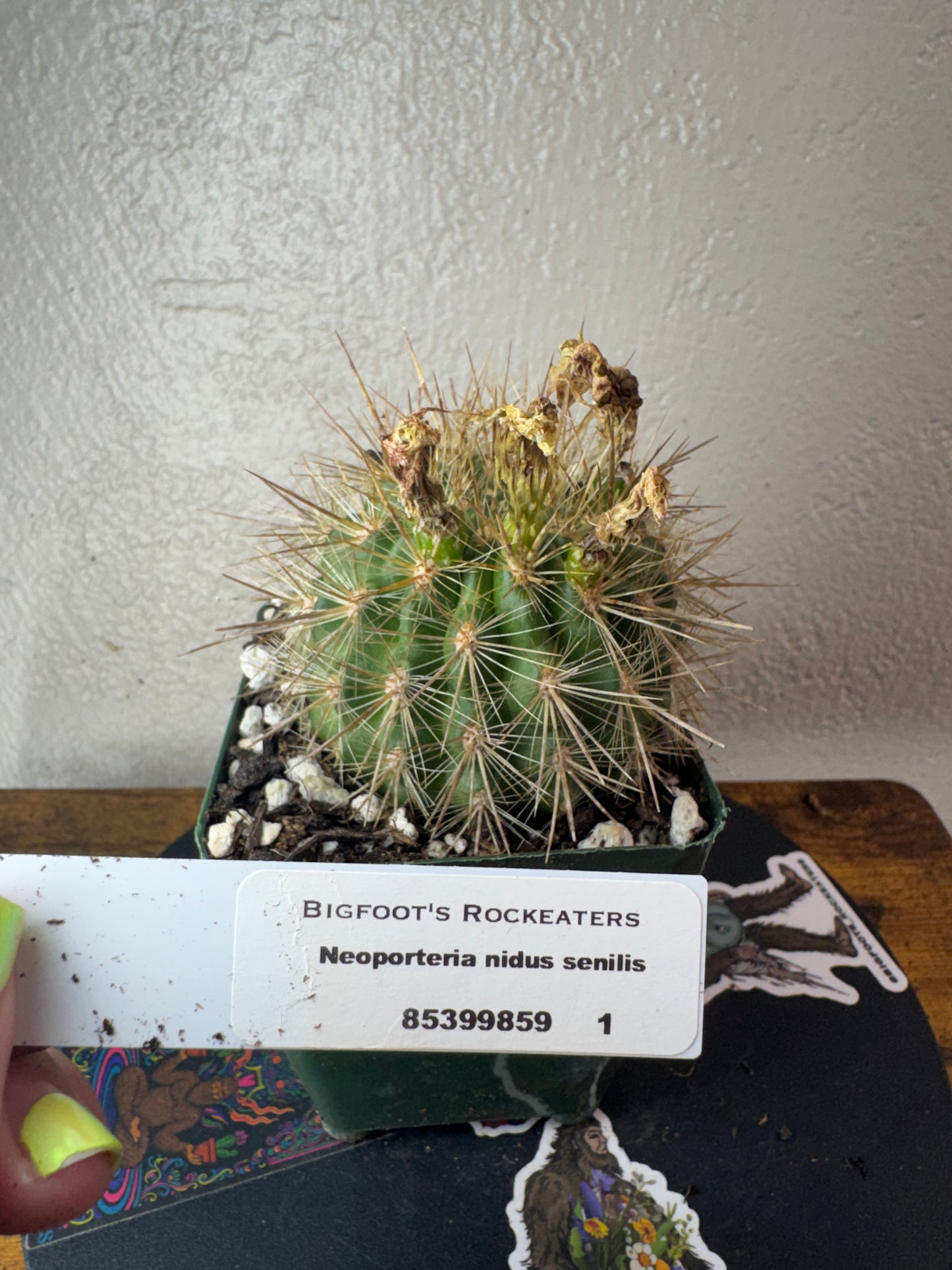 🌵 Neoporteria nidus senilis 1