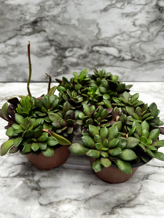 Anacampseros rufescens - Sand Rose