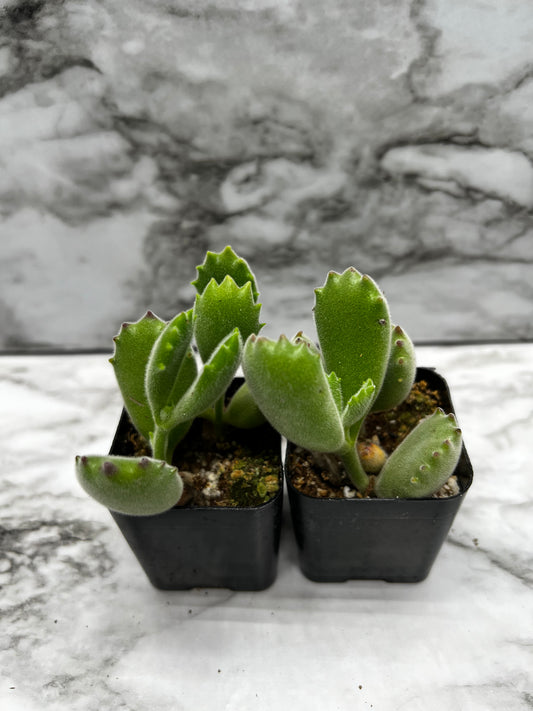 Cotyledon tomentosa - Bear's Paw