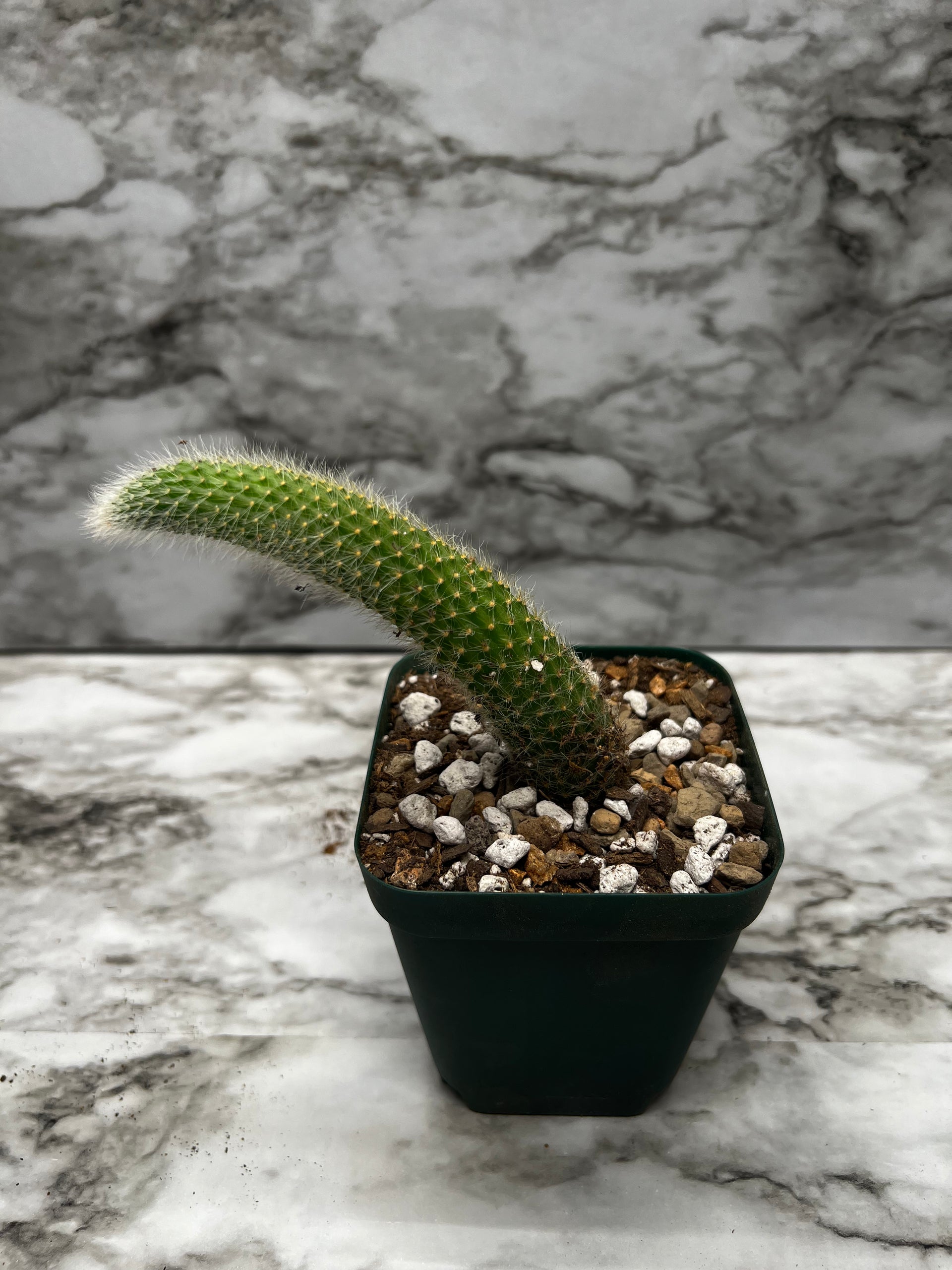 konect 鉢　DragonTail Hilderwintera/Cleistocactus winteri subsp. colademono - Monkey's