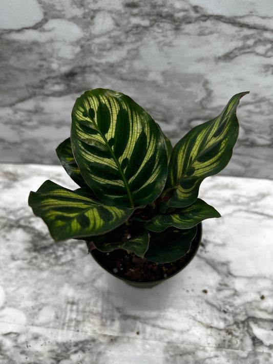 Calathea makoyana - Peacock Plant