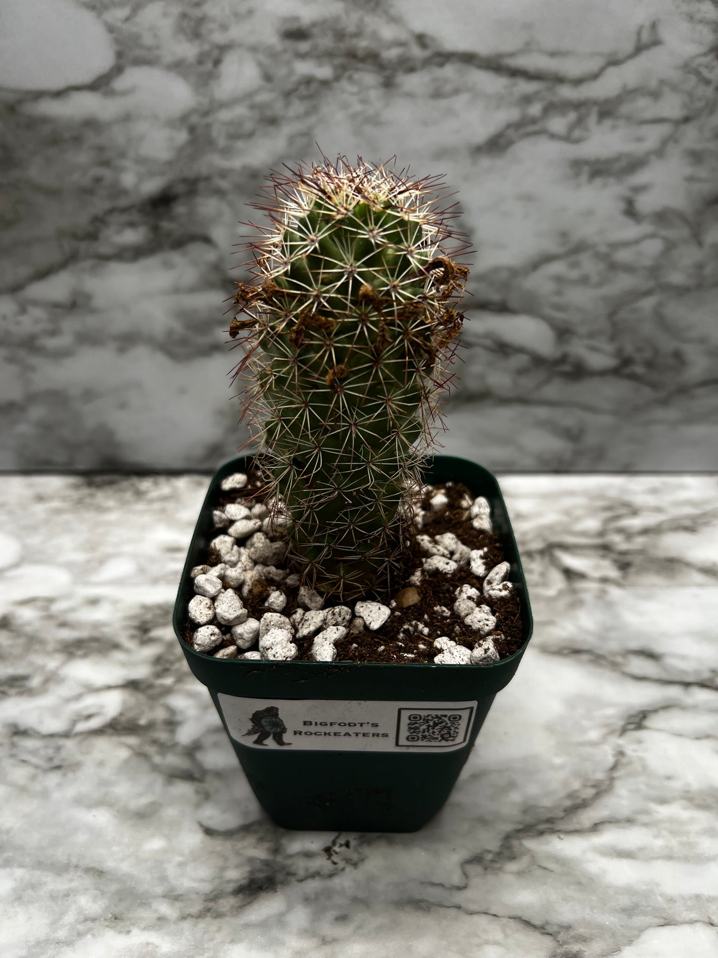 Mammillaria Fraileana