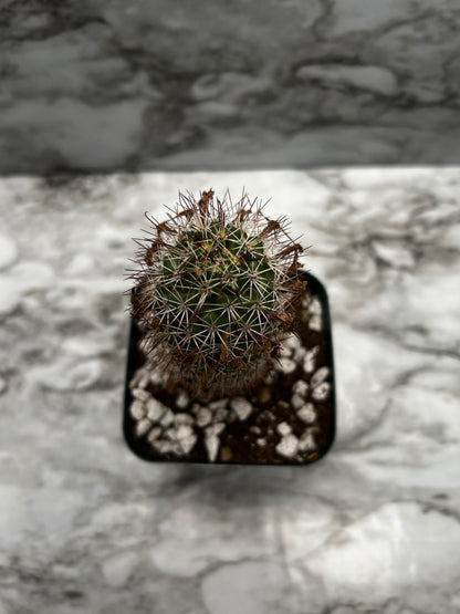 Mammillaria Fraileana