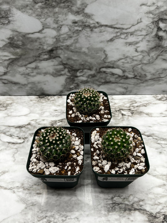 Mammillaria Karwinskiana