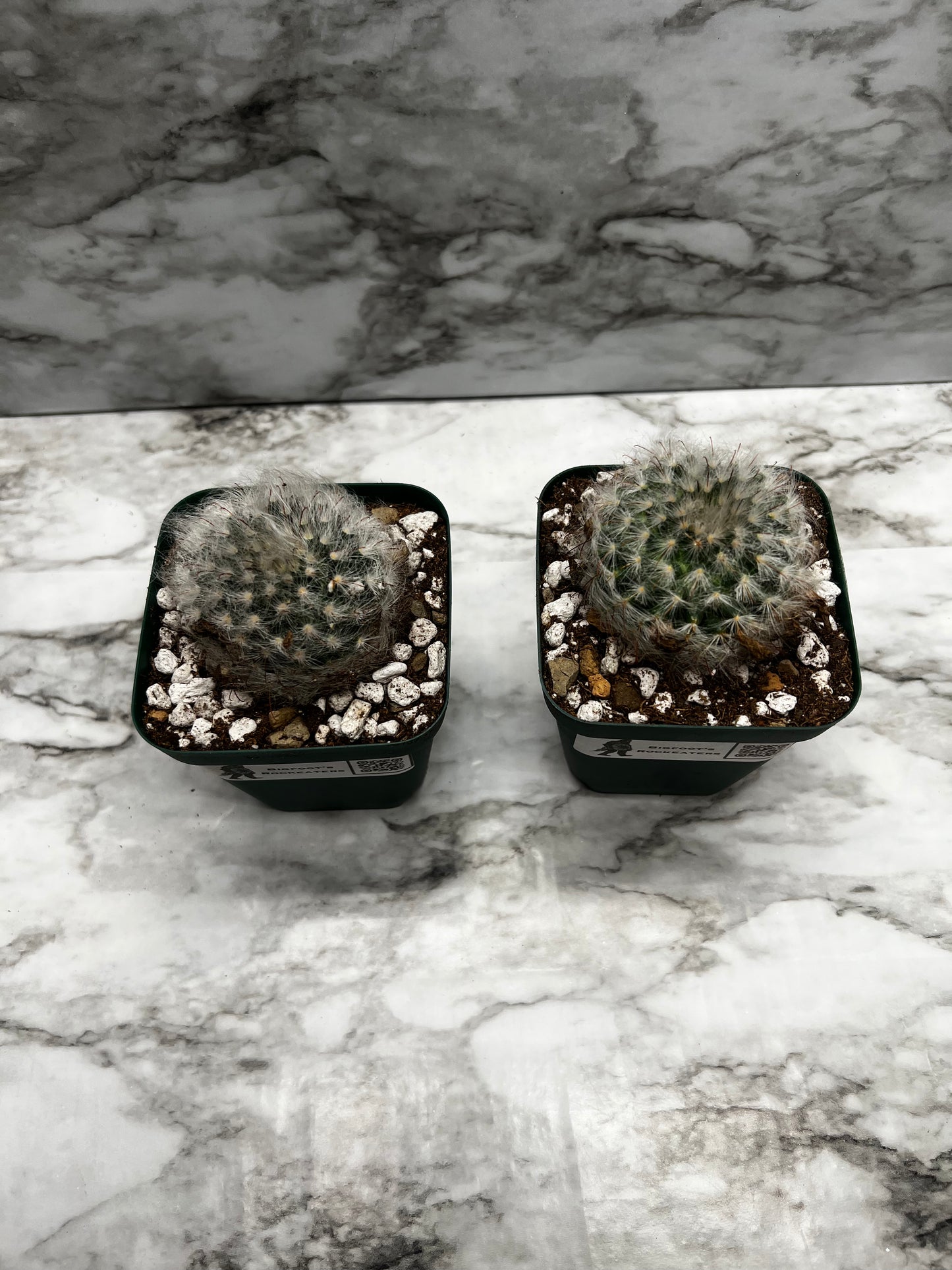 Mammillaria Guelzowiana