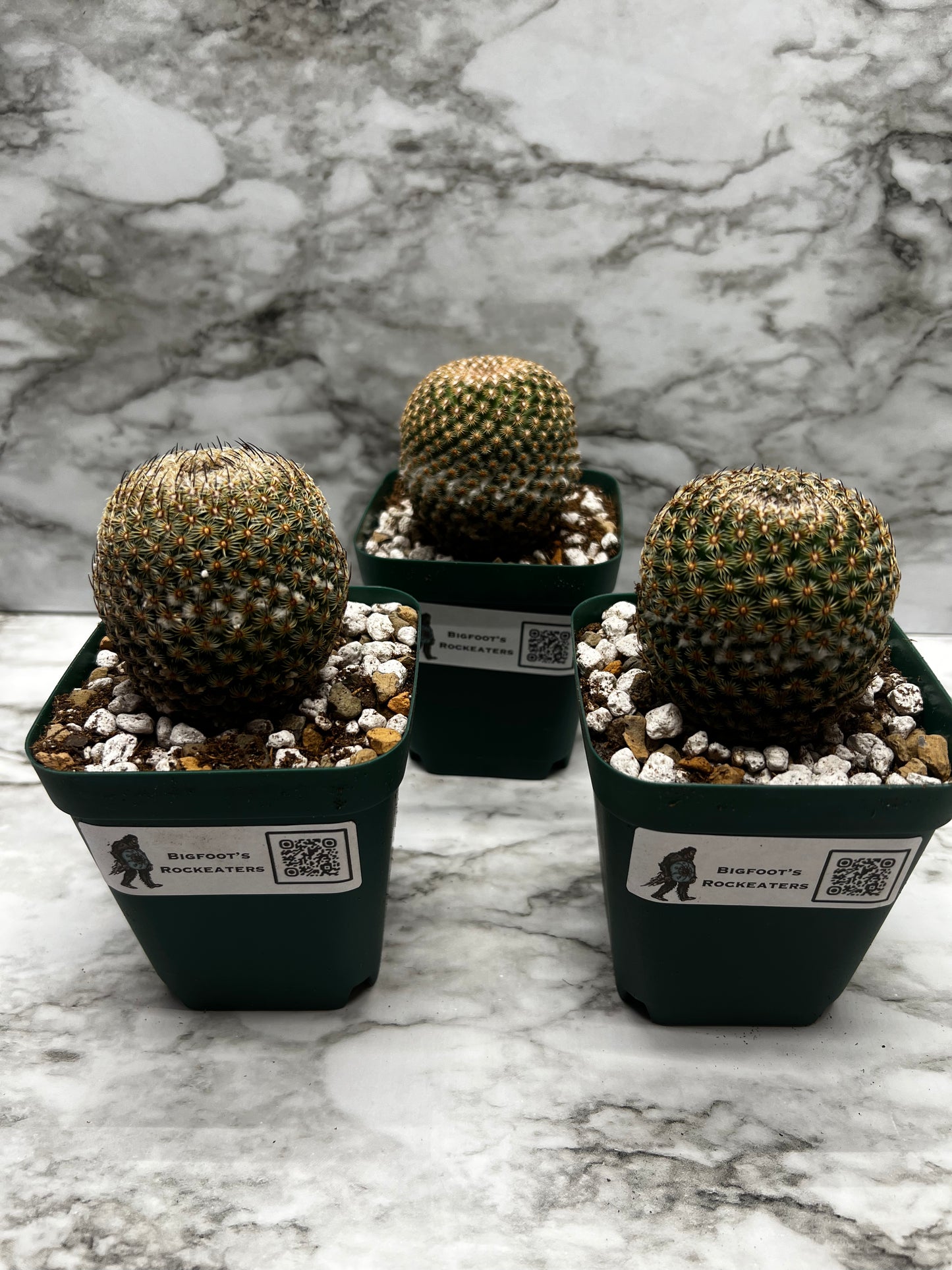 Mamillaria Hultizilpohcii