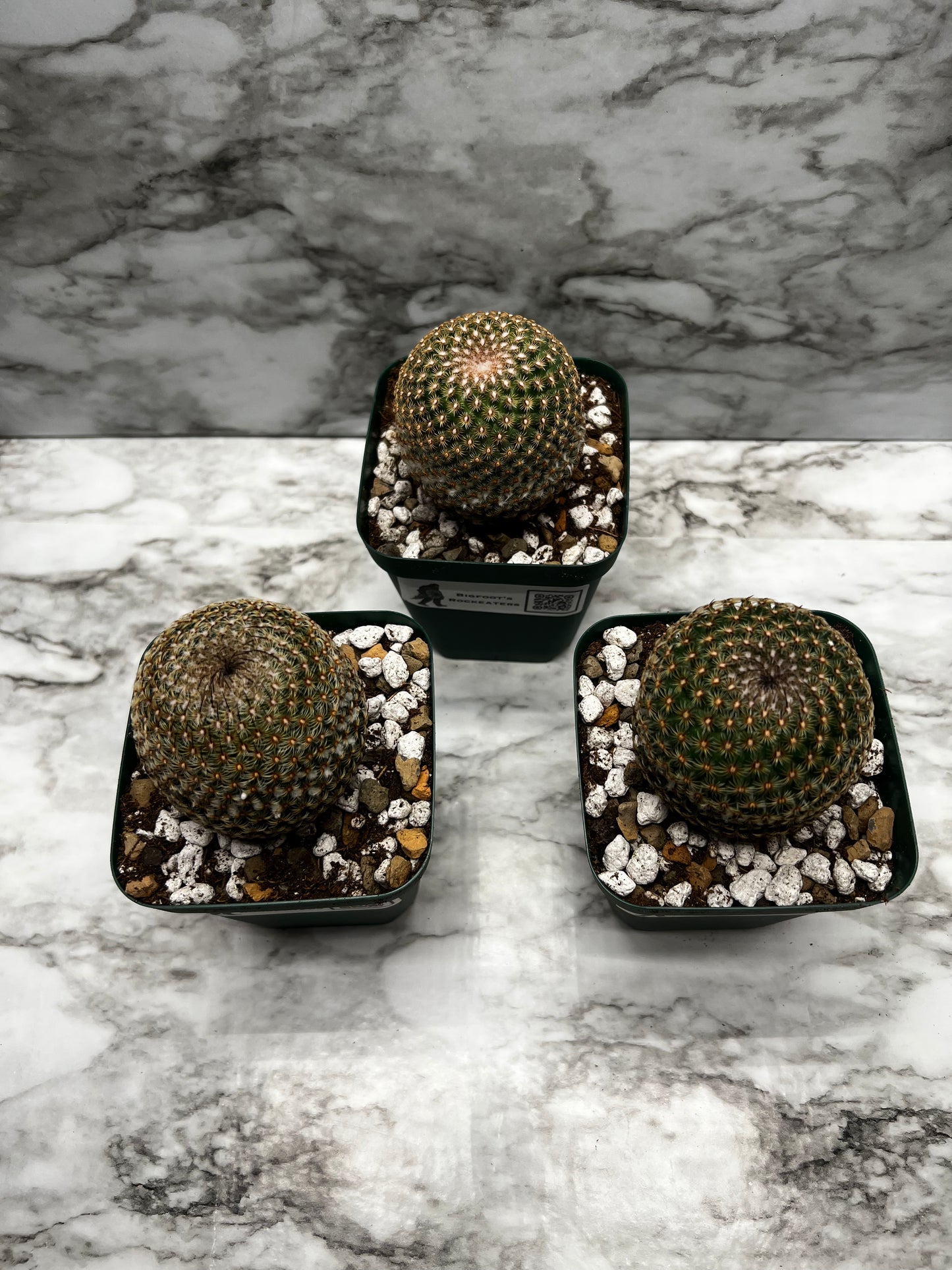 Mamillaria Hultizilpohcii