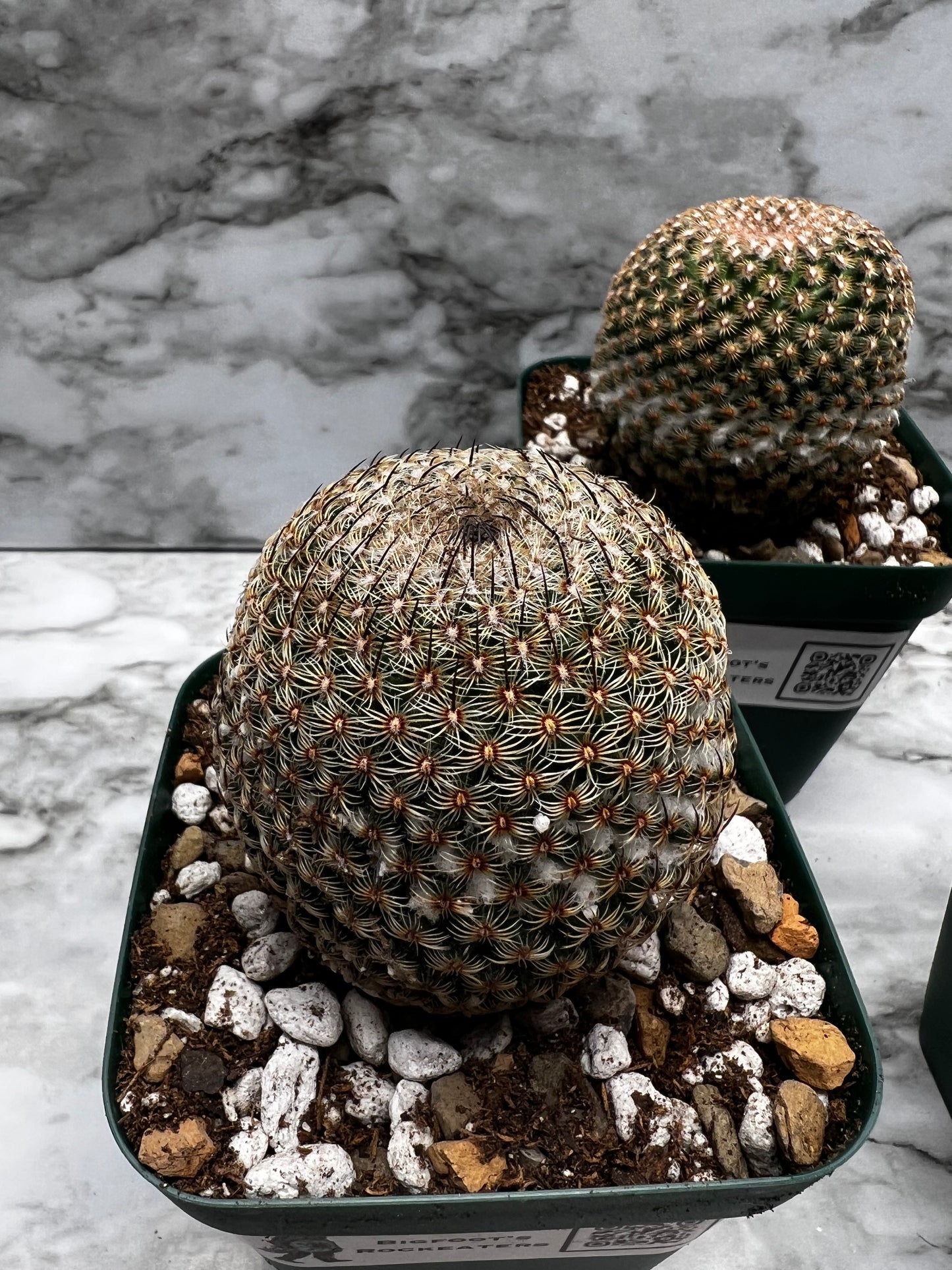 Mamillaria Hultizilpohcii