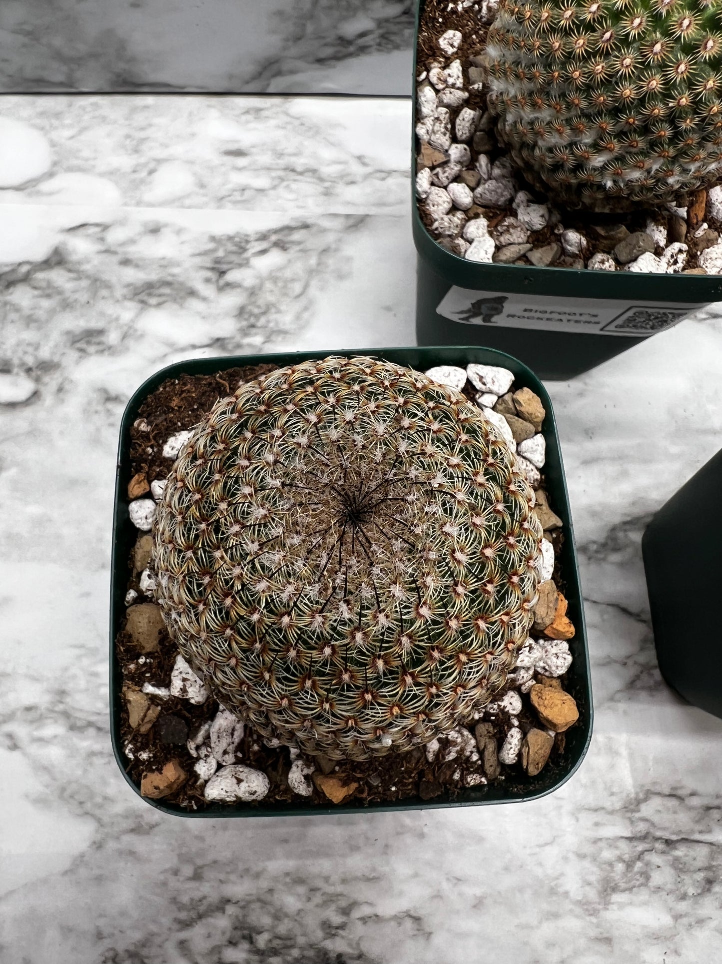 Mamillaria Hultizilpohcii