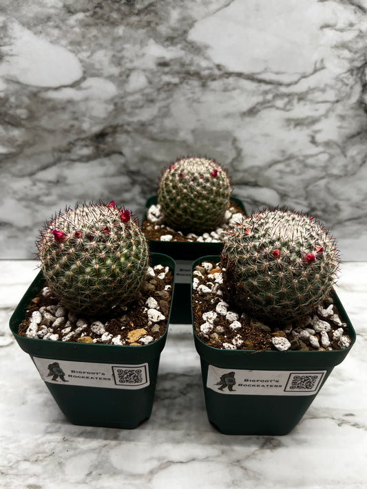 Mamillaria Rhodantha Var. Maccartenii