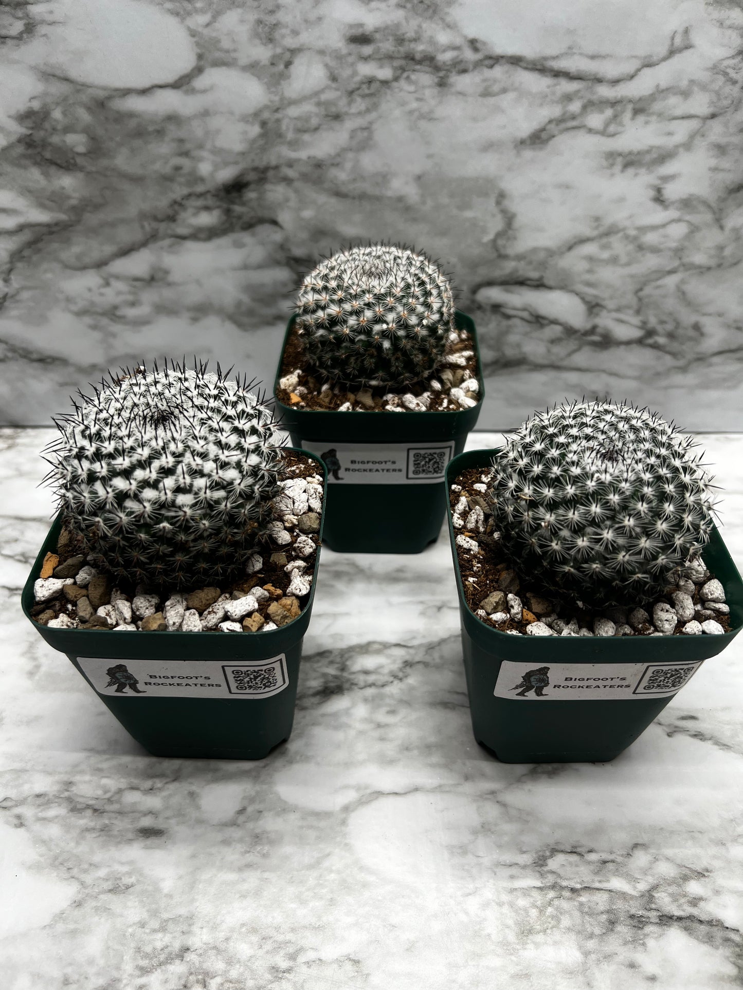 Mammillaria Pseudoperbella