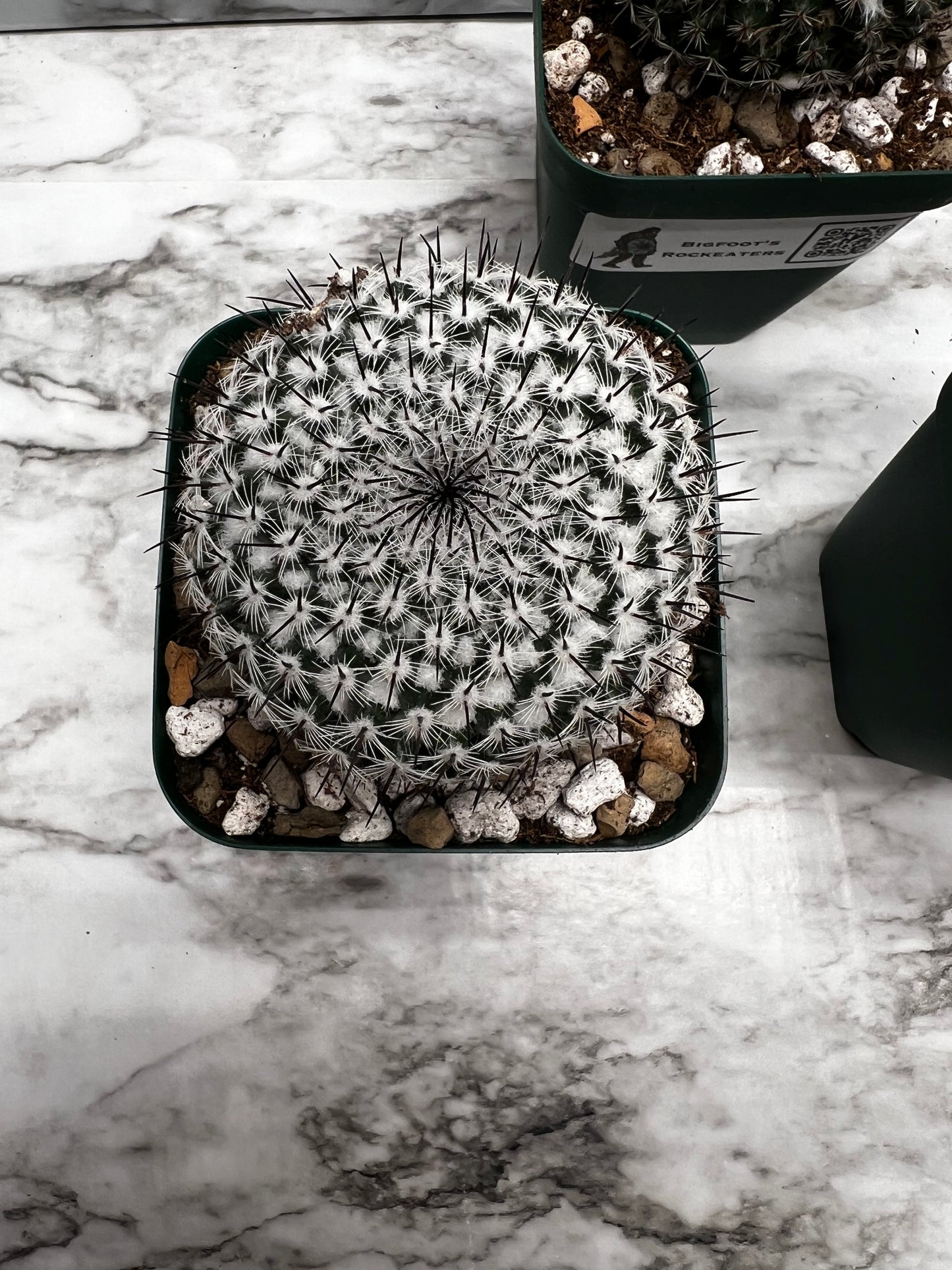 Mammillaria Pseudoperbella