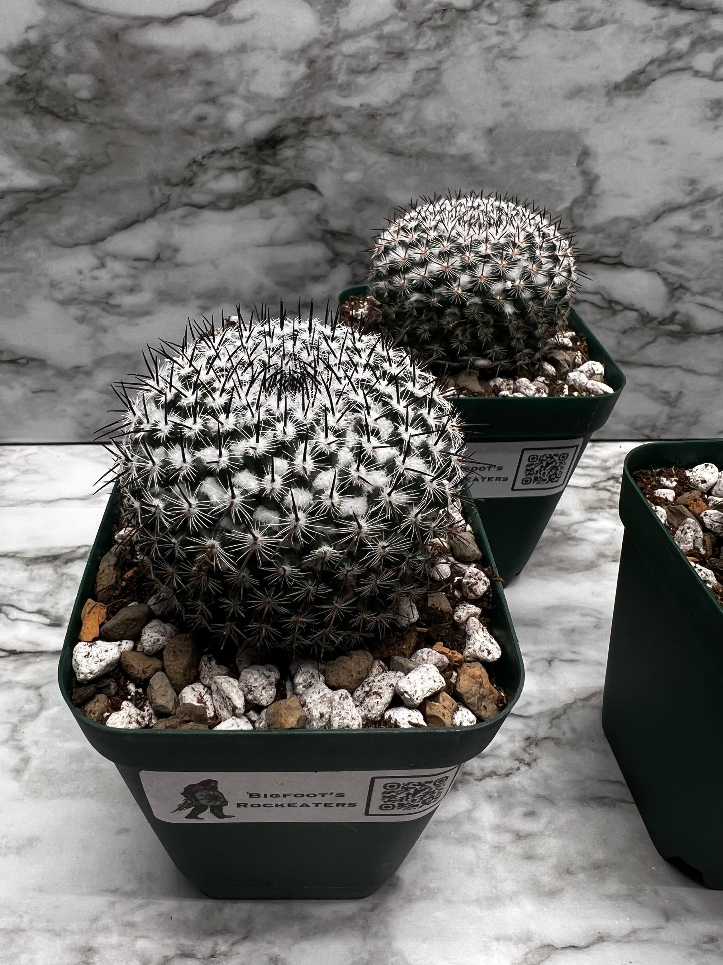 Mammillaria Pseudoperbella