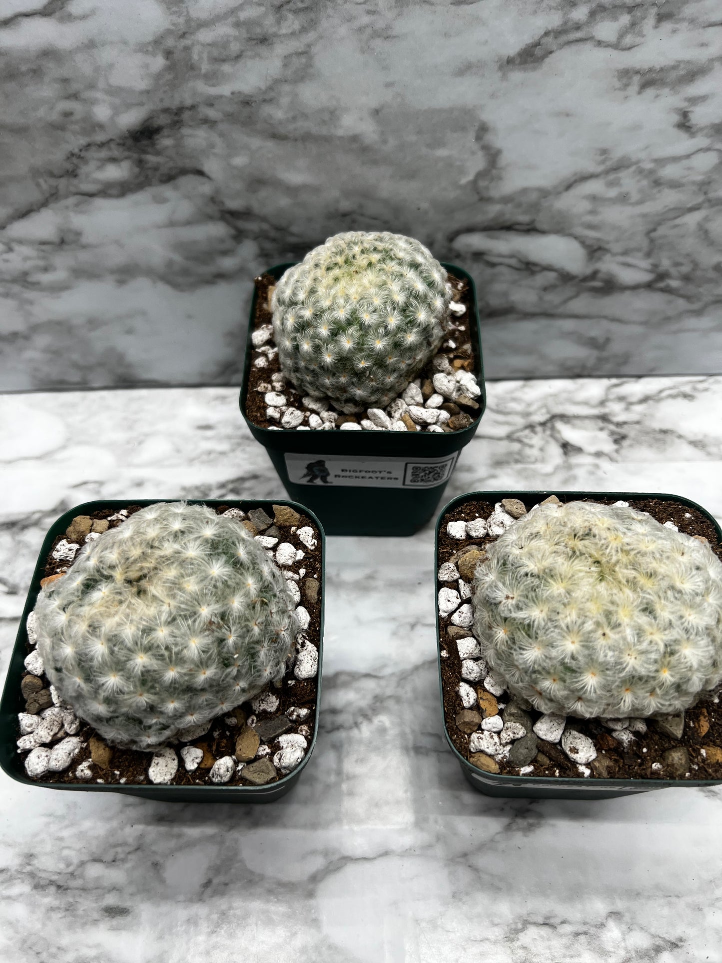 Mammillaria Pulmosa