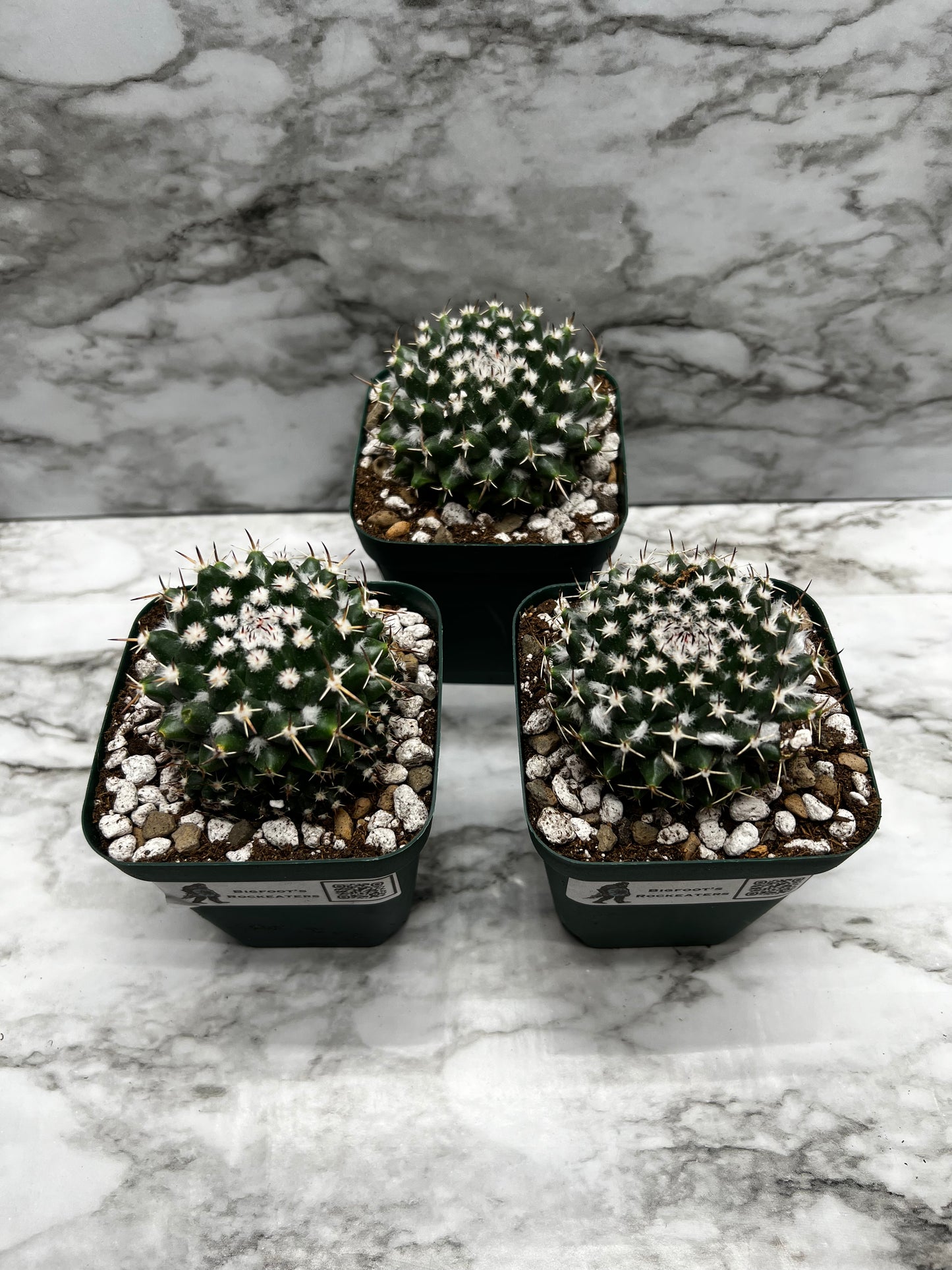 Mamillaria Maginmama Priessnitzii