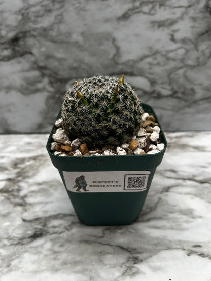 Mammillaria Tezontle