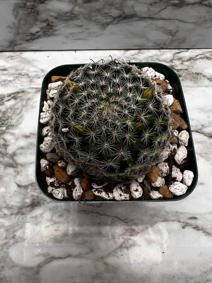 Mammillaria Tezontle