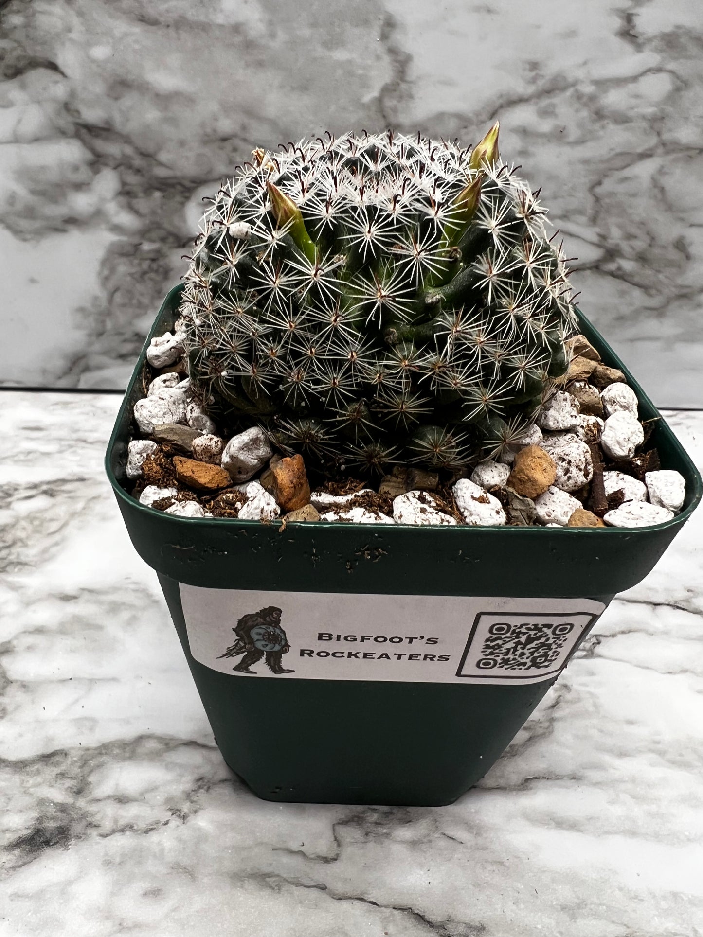 Mammillaria Tezontle