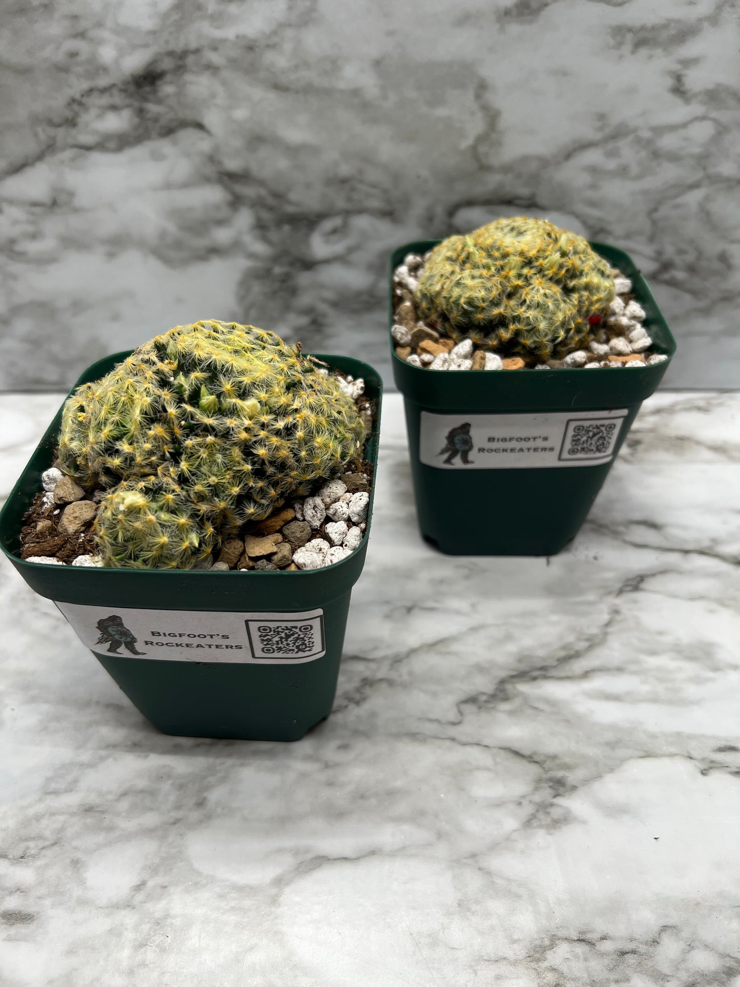 Mammillaria Schiedeana