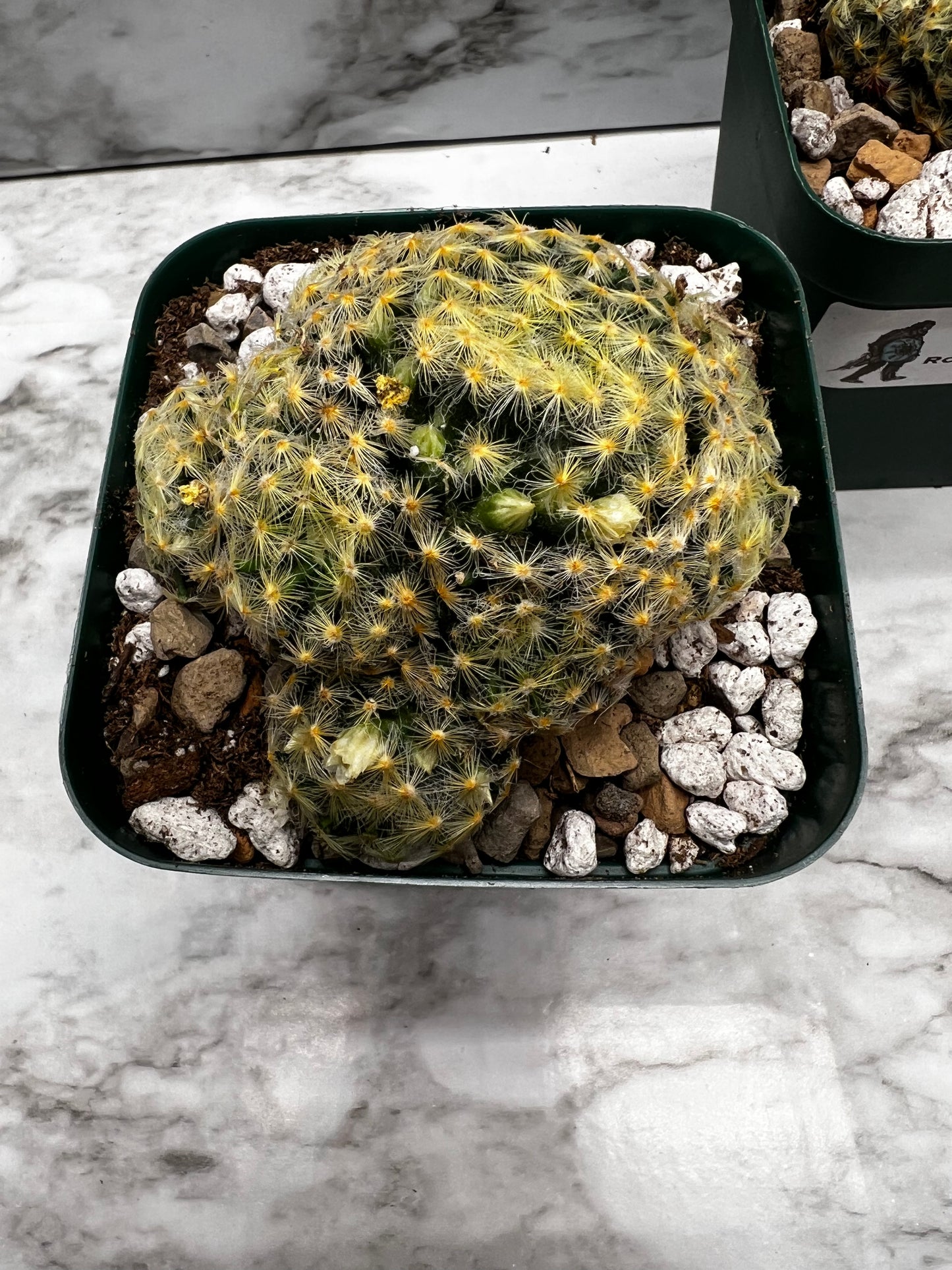 Mammillaria Schiedeana