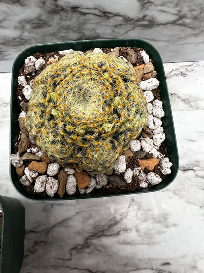 Mammillaria Schiedeana