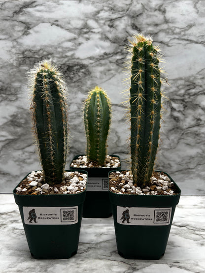 Pilosocereus Pachycladus