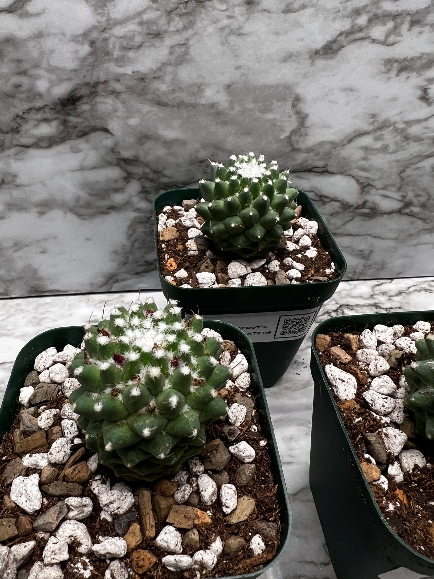 Mammillaria Polythele Cv Nuda