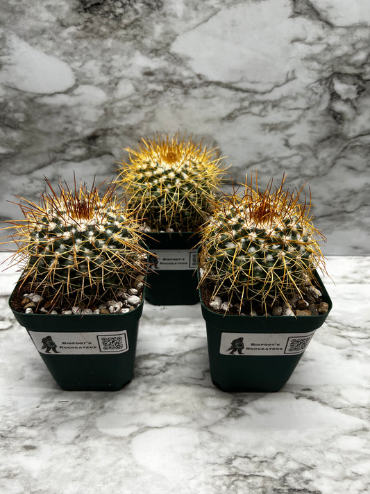 Mammillaria Petersonii