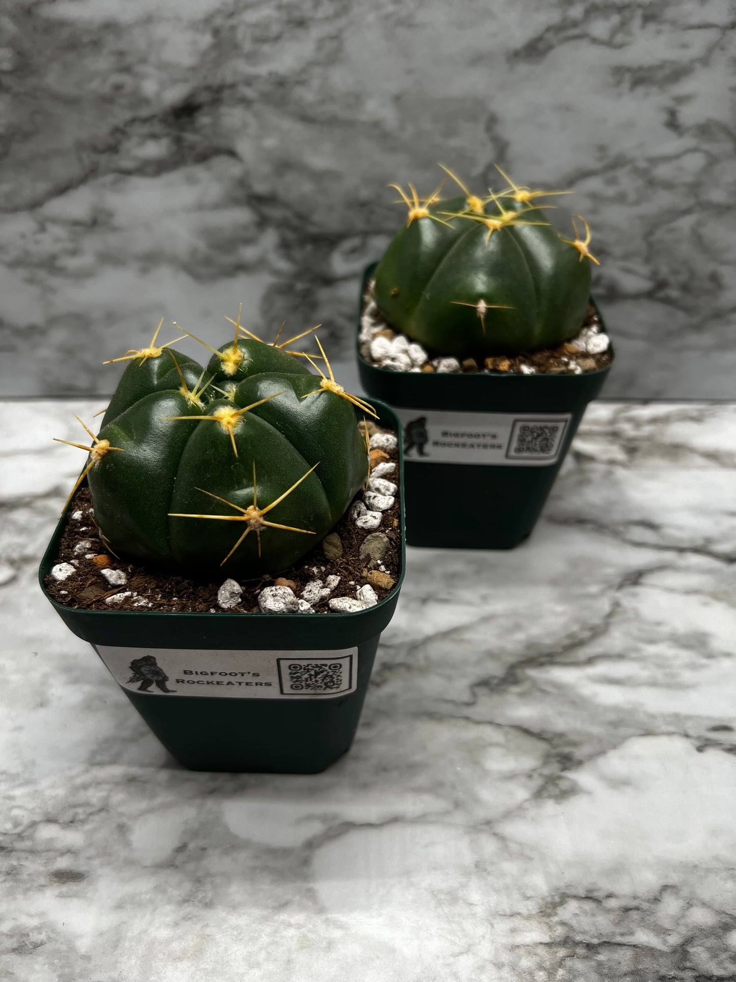 Gymnocalycium Horstii