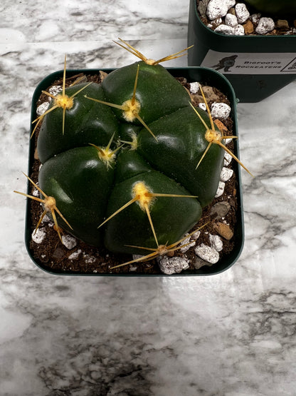 Gymnocalycium Horstii