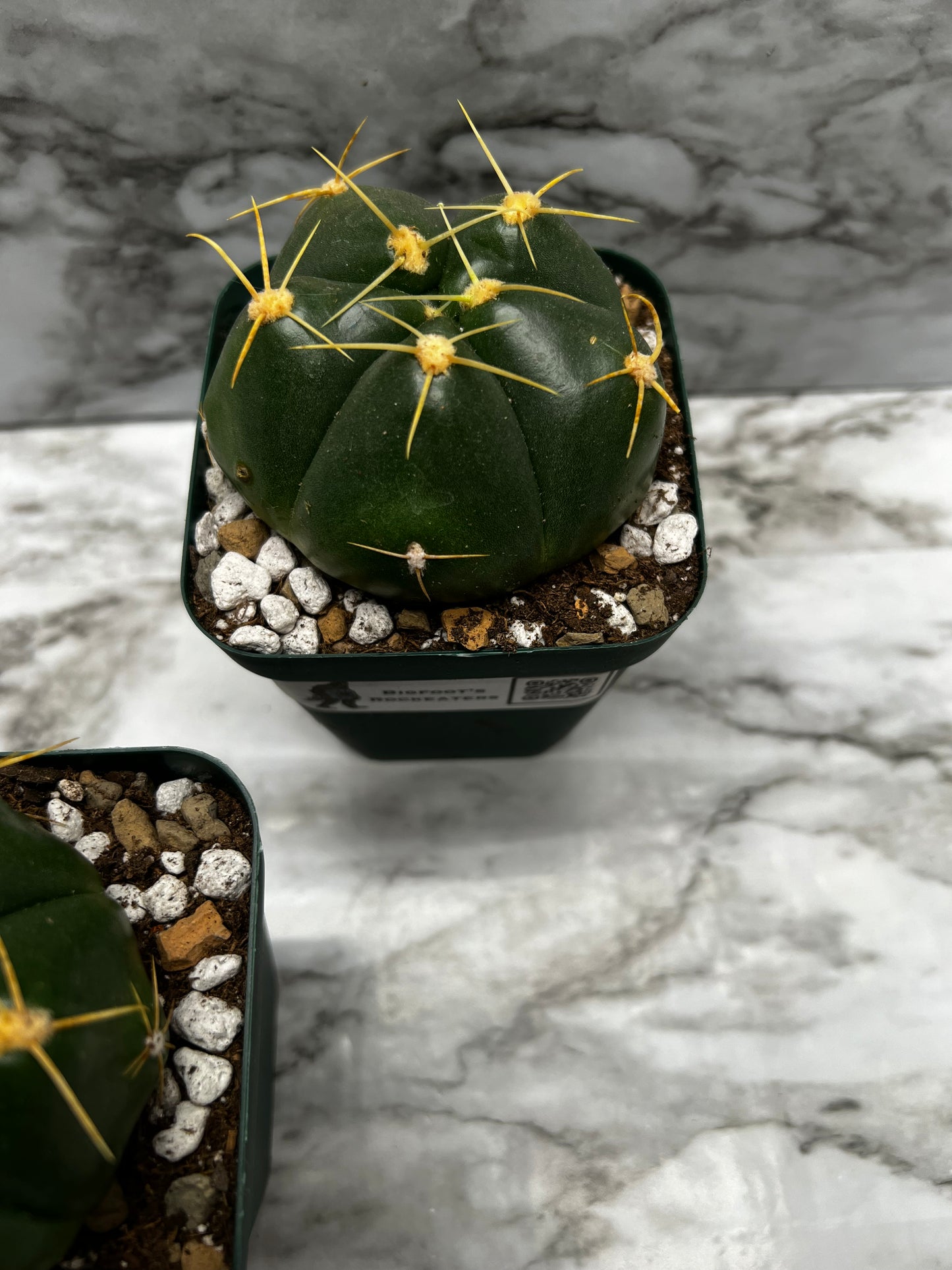 Gymnocalycium Horstii