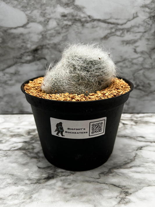 Mammillaria Hanniana