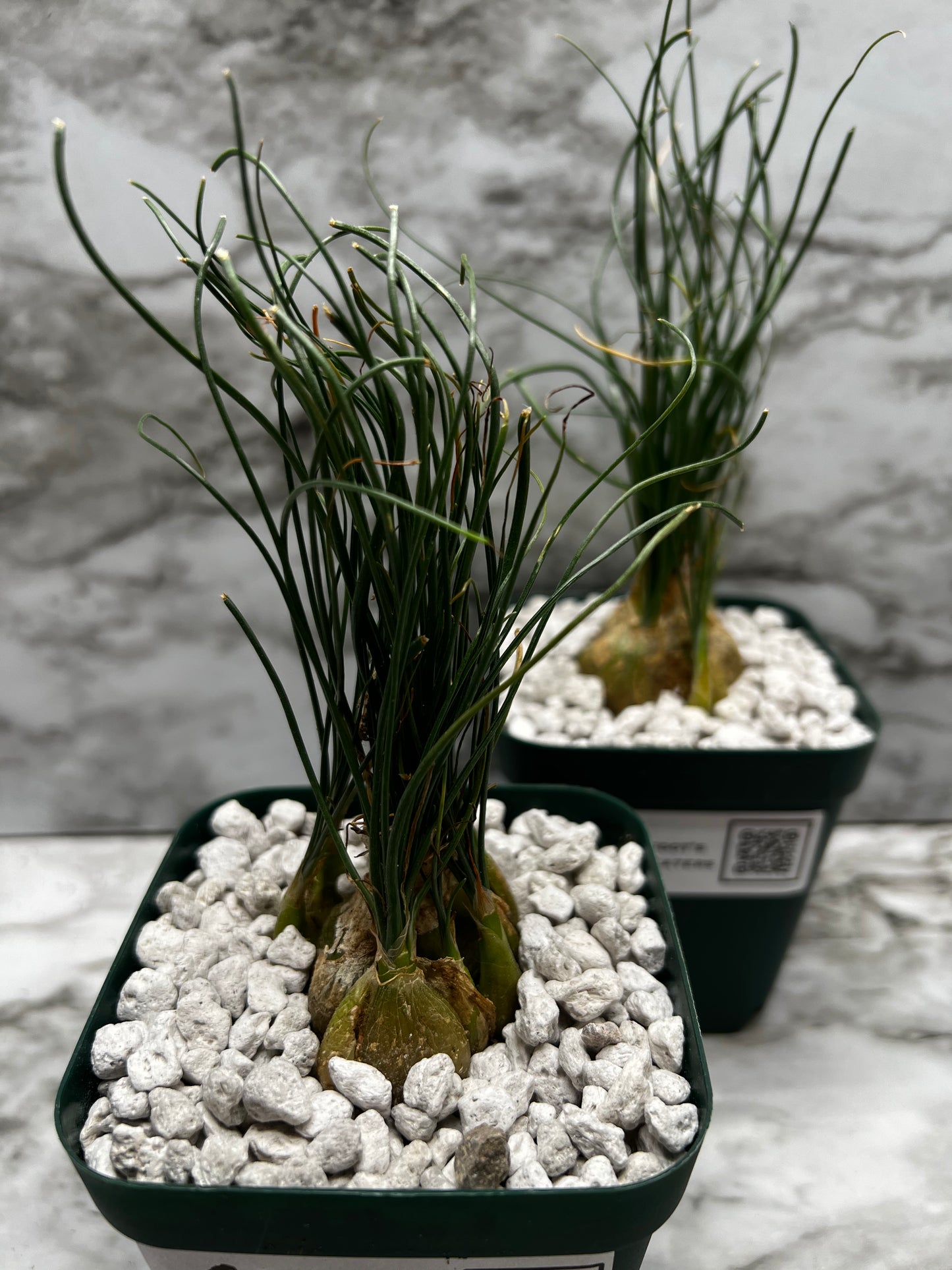 Albuca Aughrabies Hills