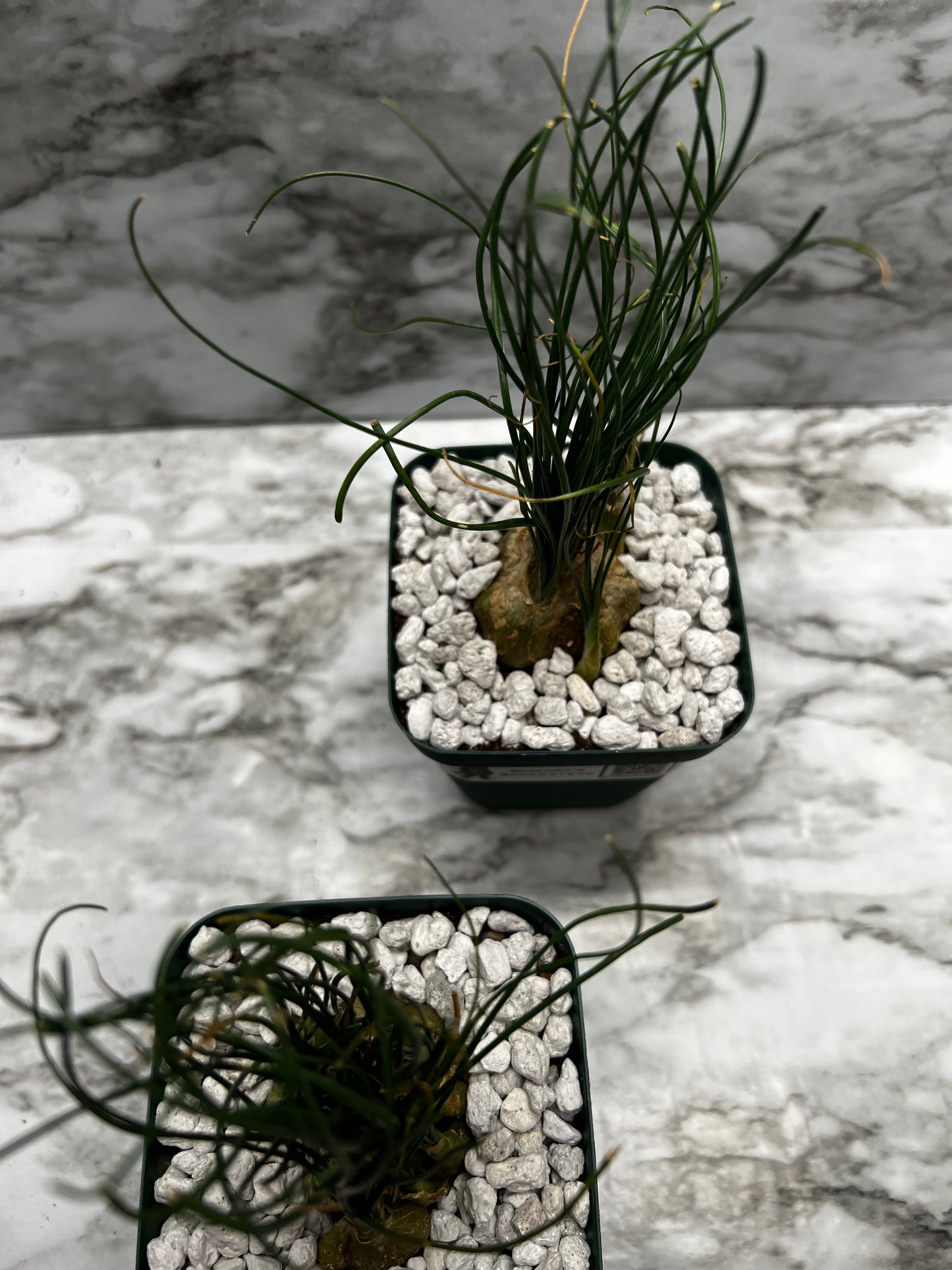 Albuca Aughrabies Hills