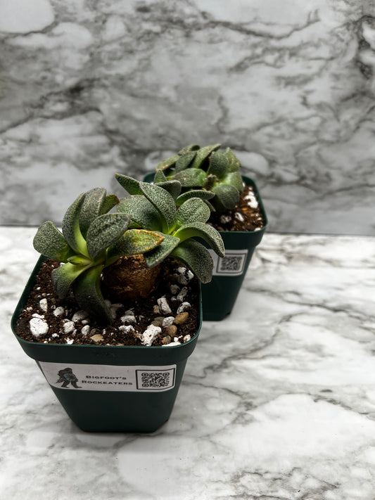 Aloinopsis Rubrolineata